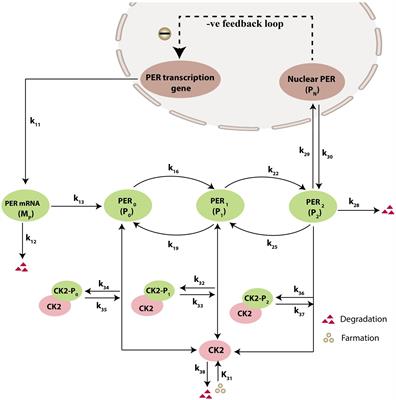 Disruption in the regulation of casein kinase 2 in circadian rhythm leads to pathological states: cancer, diabetes and neurodegenerative disorders